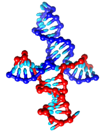 DNA Cruciforms