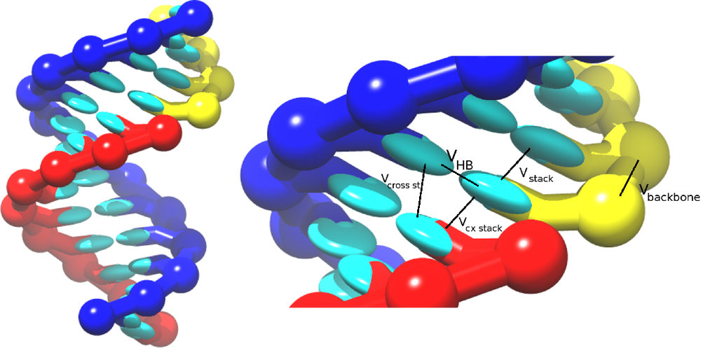 Taylor et al. Модель РНК из пластилина. Cross and pile. OXDNA.